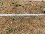 image of grave number 735974